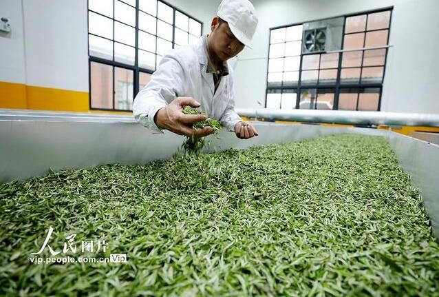 有关于广西三江：茶乡春茶全面进入采摘期的信息