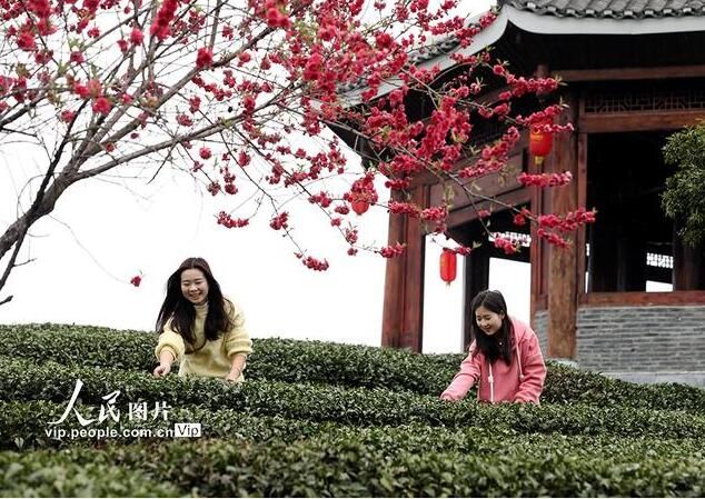 有关于广西三江：茶乡春茶全面进入采摘期的信息(3)