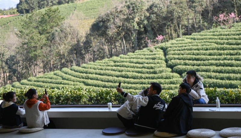 有关于看中国式现代化图景：茶香富农的相关内容(10)