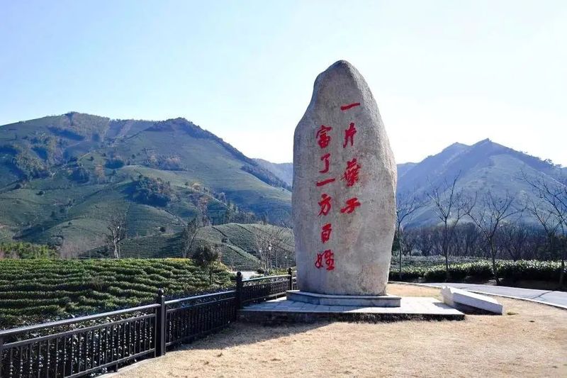 有关于看中国式现代化图景：茶香富农的相关内容(9)