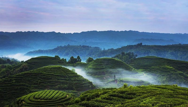 有关于千秋蒙顶·中国名山，邀一杯蒙顶山茶，赴一场春天！的消息(5)