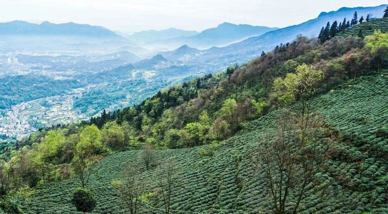 有关于千秋蒙顶·中国名山，邀一杯蒙顶山茶，赴一场春天！的消息(1)