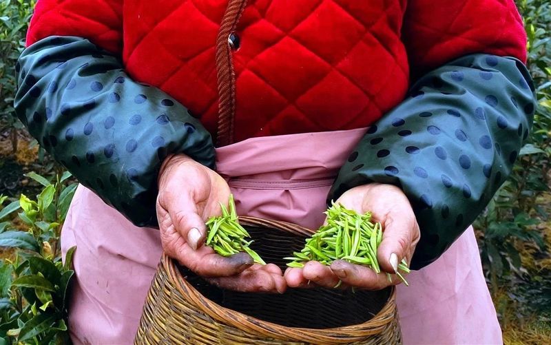 有关于千秋蒙顶·中国名山，邀一杯蒙顶山茶，赴一场春天！的消息(8)