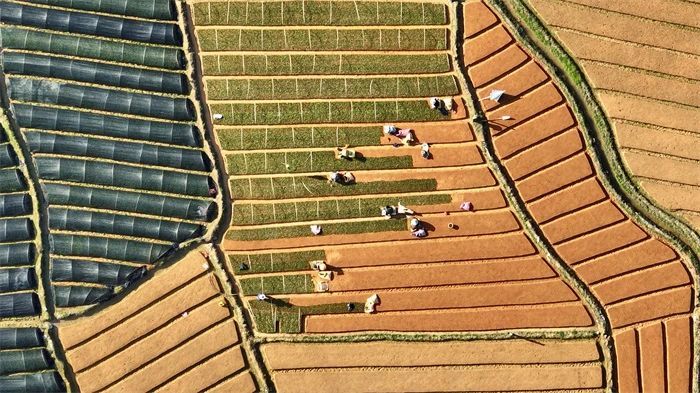 有关于黔滇闽浙皖5省党报联动报道，点绿成金 一叶茶促一业旺的消息(8)