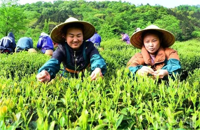 有关于黔滇闽浙皖5省党报联动报道，点绿成金 一叶茶促一业旺的消息(15)