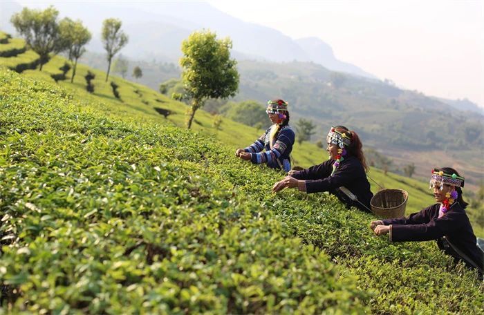 有关于黔滇闽浙皖5省党报联动报道，点绿成金 一叶茶促一业旺的消息(5)