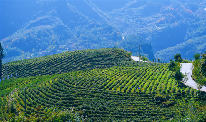 有关于黔滇闽浙皖5省党报联动报道，点绿成金 一叶茶促一业旺的消息(2)