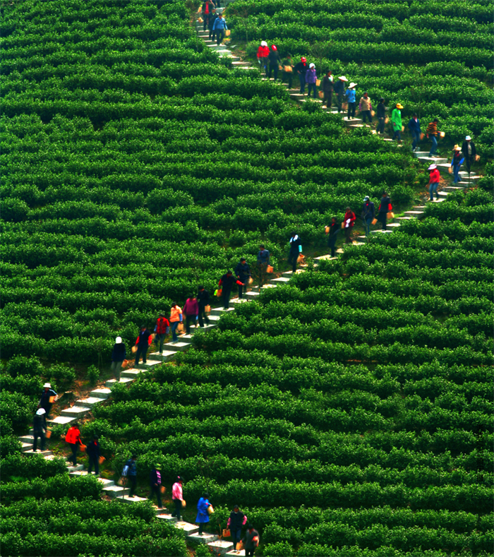 有关于黔滇闽浙皖5省党报联动报道，点绿成金 一叶茶促一业旺的消息(12)