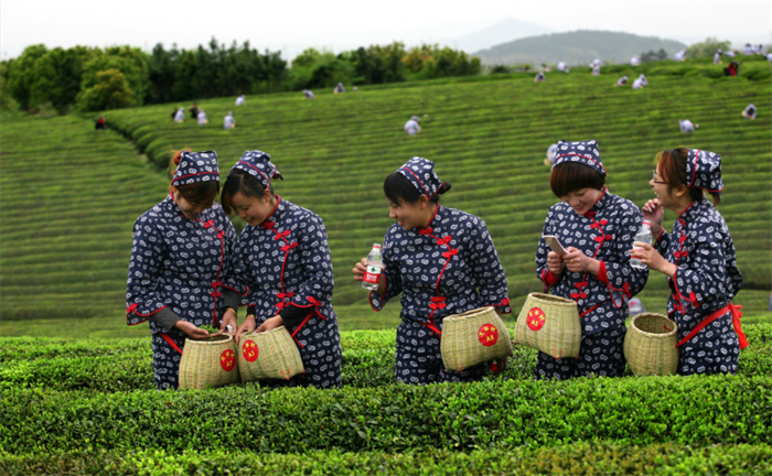 有关于黔滇闽浙皖5省党报联动报道，点绿成金 一叶茶促一业旺的消息(11)