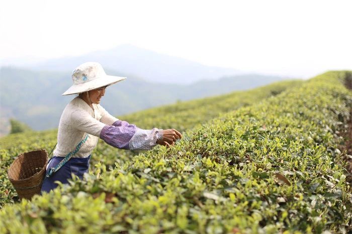 有关于黔滇闽浙皖5省党报联动报道，点绿成金 一叶茶促一业旺的消息(6)