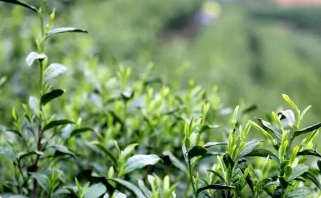 关于惠水：春茶抢“鲜”开采 茶旅融合促振兴的相关信息(2)