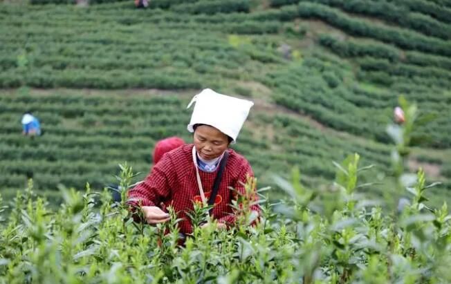 关于惠水：春茶抢“鲜”开采 茶旅融合促振兴的相关信息(1)