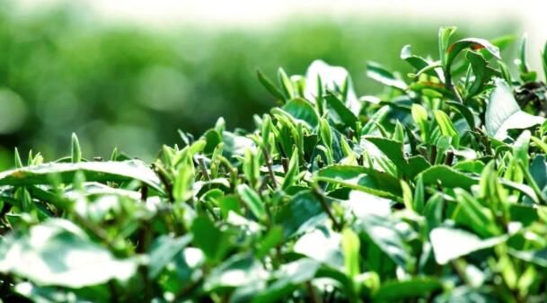 关于紫云坝羊镇4万亩春茶全面开采 茶产业助农增收的消息(3)