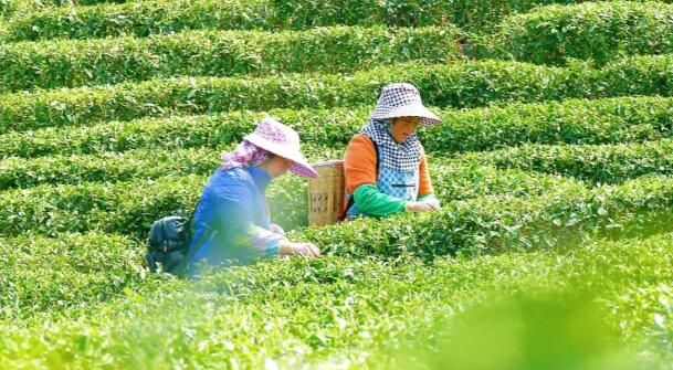 关于紫云坝羊镇4万亩春茶全面开采 茶产业助农增收的消息(5)