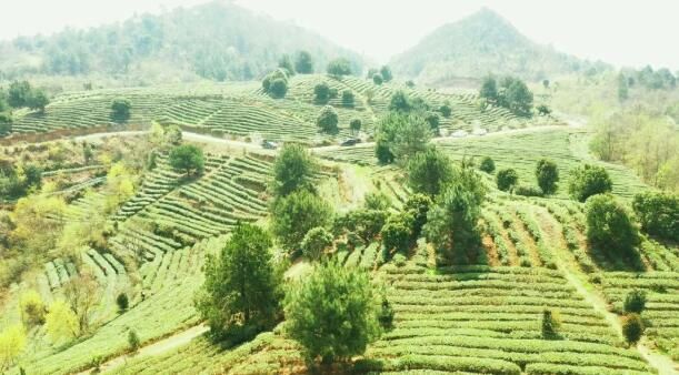 关于紫云坝羊镇4万亩春茶全面开采 茶产业助农增收的消息