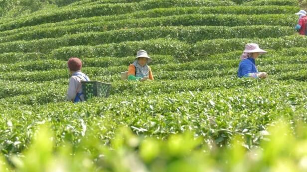 关于紫云坝羊镇4万亩春茶全面开采 茶产业助农增收的消息(1)