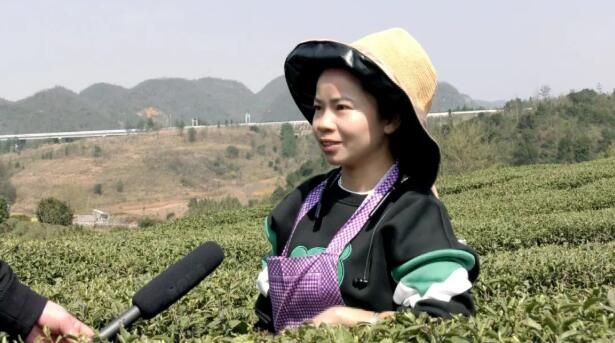 关于紫云坝羊镇4万亩春茶全面开采 茶产业助农增收的消息(2)