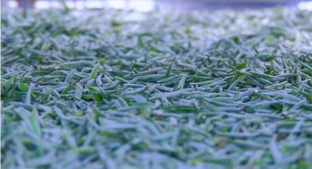 关于紫云坝羊镇4万亩春茶全面开采 茶产业助农增收的消息(7)