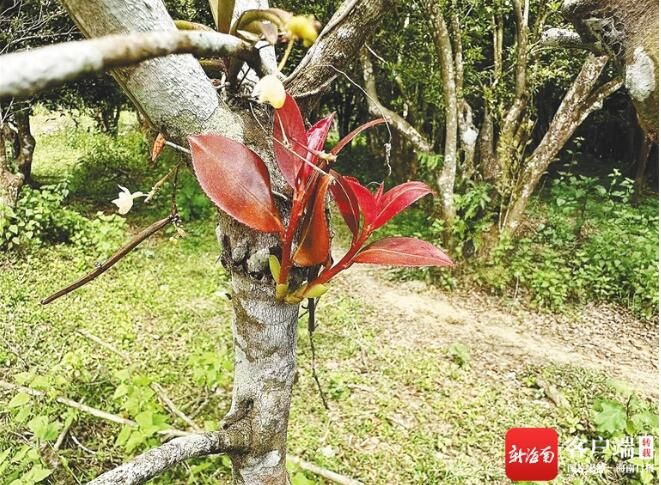 有关于守护古山茶树的新农人的相关信息