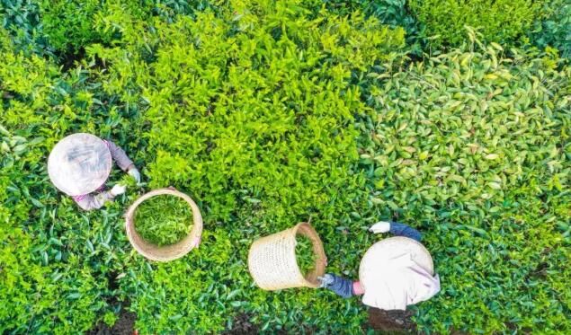 关于梅州春茶开采！茶叶飘香的资讯(2)
