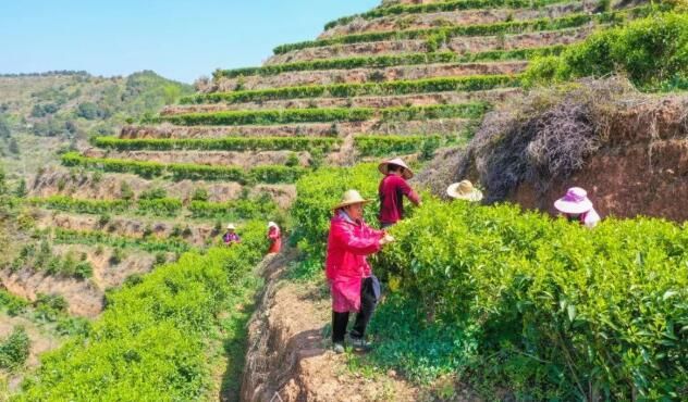 关于梅州春茶开采！茶叶飘香的资讯(5)
