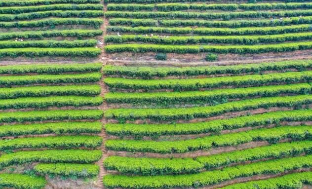 关于梅州春茶开采！茶叶飘香的资讯