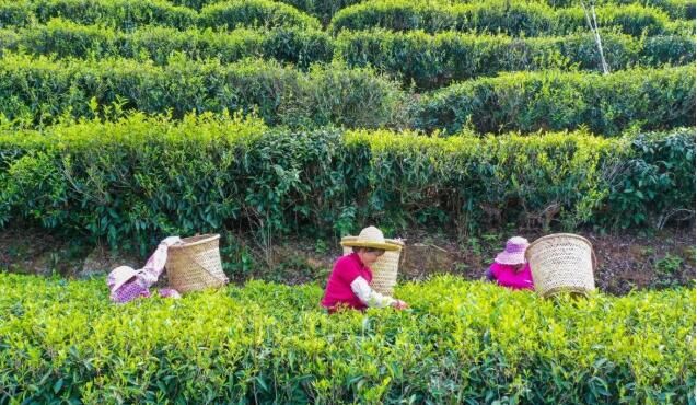 关于梅州春茶开采！茶叶飘香的资讯(3)