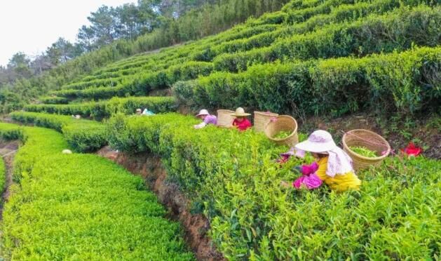 关于梅州春茶开采！茶叶飘香的资讯(1)