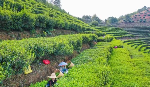 关于梅州春茶开采！茶叶飘香的资讯(4)