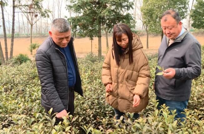 有关于巢湖：科技特派员服务茶产业助乡村振兴的资讯