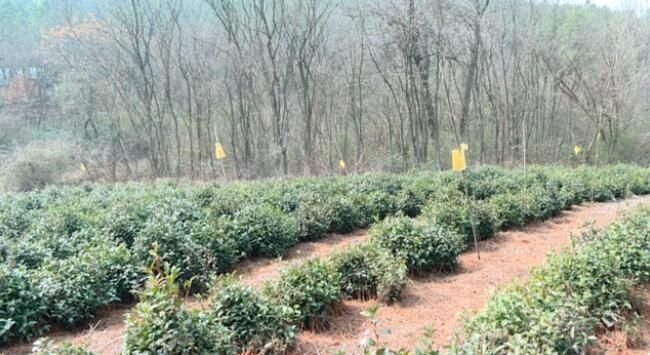 有关于巢湖：科技特派员服务茶产业助乡村振兴的资讯(1)