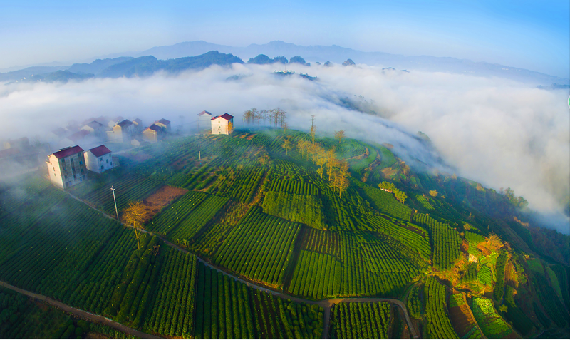 关于新昌：打造百亿茶产业，创建龙井第一县的新闻