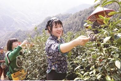 关于箬阳春茶抢“鲜”开采的信息