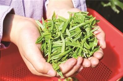 关于箬阳春茶抢“鲜”开采的信息(1)