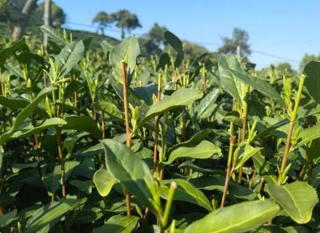 关于2023杭州西湖龙井茶迎来开采 茶农有两喜的最新消息(2)