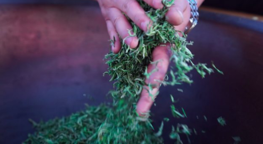 有关于平塘第二届“都匀毛尖·平塘甲茶”斗茶大赛开赛的资讯(1)