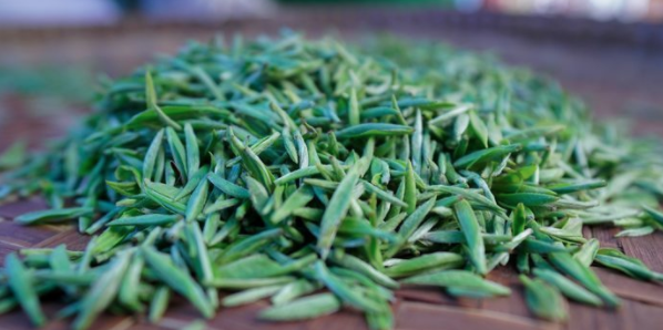 有关于平塘第二届“都匀毛尖·平塘甲茶”斗茶大赛开赛的资讯