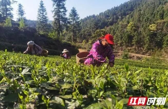 有关于醴陵市：春到茶飘香 茶农采撷忙的消息