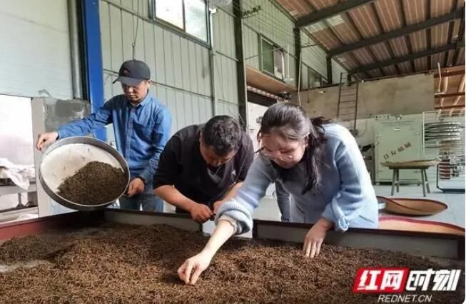 有关于醴陵市：春到茶飘香 茶农采撷忙的消息(2)