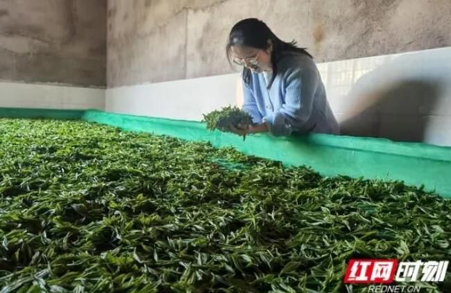 有关于醴陵市：春到茶飘香 茶农采撷忙的消息(1)