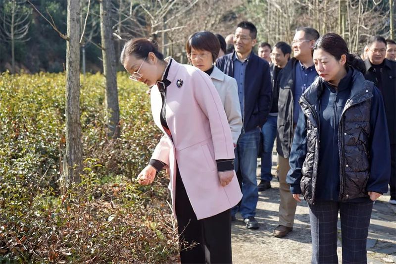 关于开化县政协开展“茶与茶文化”主题活动的相关内容(1)