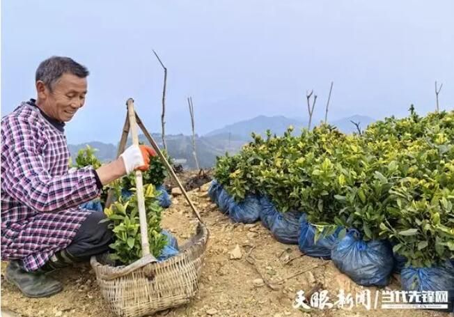 有关于榕江县崇义乡：千亩茶园迎春来 百万茶苗栽种忙的最新消息(2)