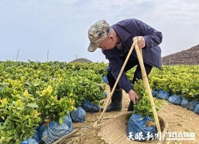 有关于榕江县崇义乡：千亩茶园迎春来 百万茶苗栽种忙的最新消息(1)