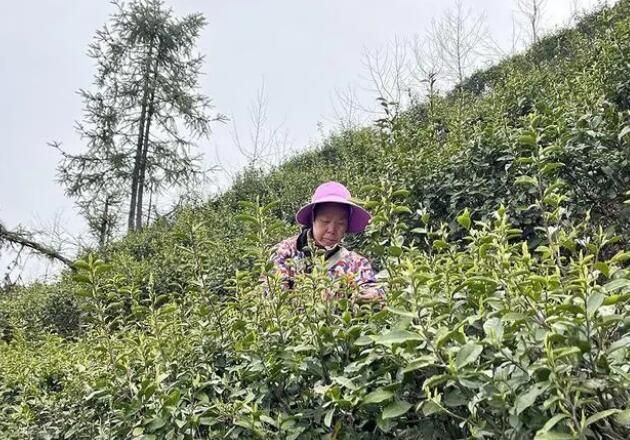 关于蓝山：春茶吐新绿 茶农采茶忙的信息(1)