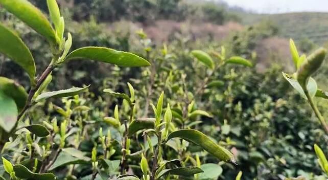 关于蓝山：春茶吐新绿 茶农采茶忙的信息(2)