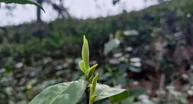 关于蓝山：春茶吐新绿 茶农采茶忙的信息