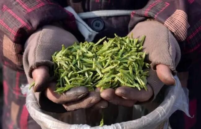 关于萧山所前 春茶开采的新闻(2)