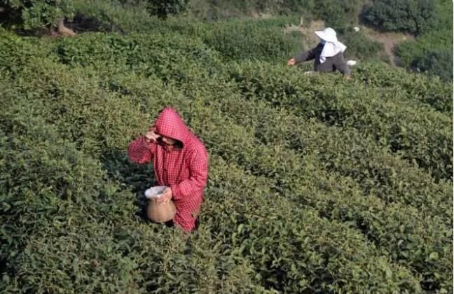 关于萧山所前 春茶开采的新闻(1)