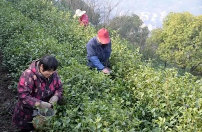 关于萧山所前 春茶开采的新闻(3)