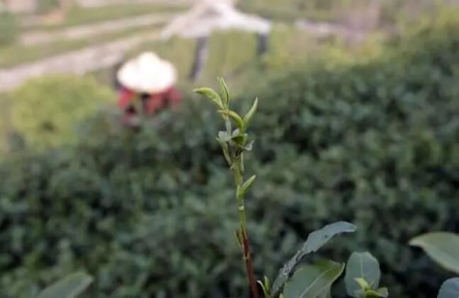 关于萧山所前 春茶开采的新闻